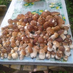 Фото Константин, Санкт-Петербург, 55 лет - добавлено 3 ноября 2014