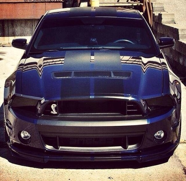 Shelby GT500. - 3