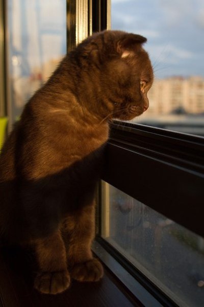 Коты очень скучают, когда их оставляют одних дома, они сразу же ложатся спать, чтобы время быстрее ...