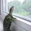 ���� �����, ������ - ��������� 17 ������� 2014 � ������ �animals�