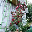 ���� Nik, �����, 43 ���� - ��������� 23 �������� 2014 � ������ ����