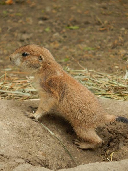 ������� ������� �������