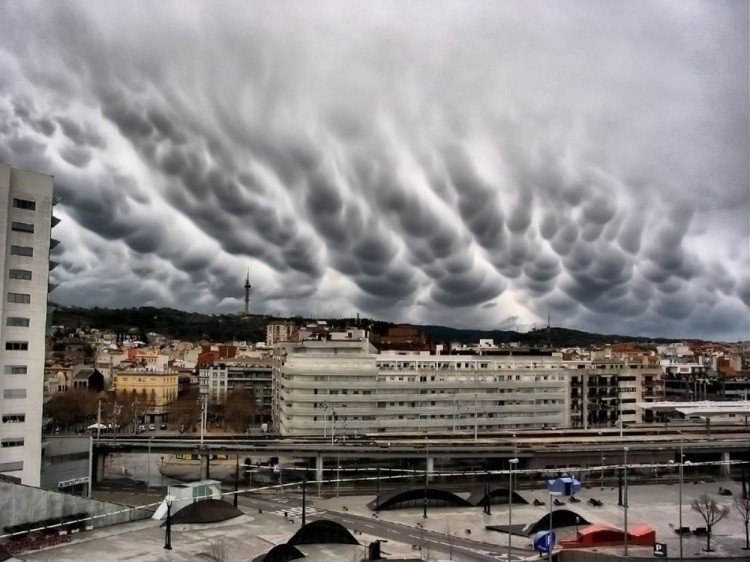   .Undulatus asperatus,        ... - 6