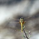 ���� ��������, �������, 75 ��� - ��������� 22 ������ 2014 � ������ ������������ ����.������ 2014 �.�