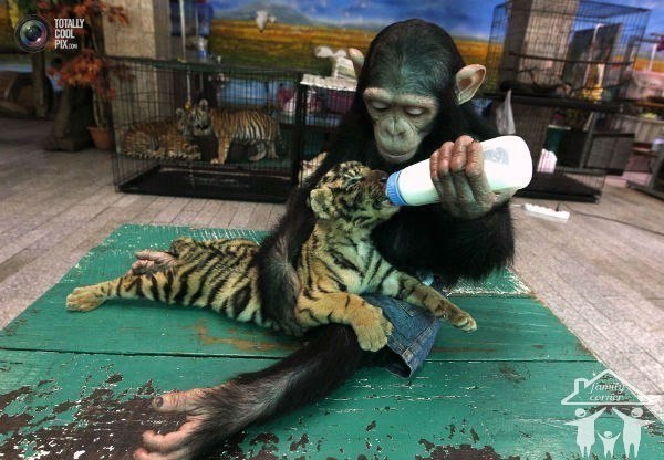 Двухлетняя шимпанзе кормит из бутылочки тигрёнка в тайском зоопарке.