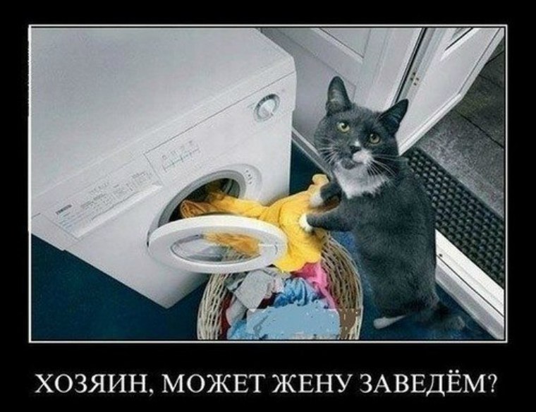 Мужик и кот может женщину заведем. Независимая и стильная девушка. Где мои фото мем. Ты меня заводишь. Кот чинит машину.