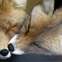 ���� Lis Fox Anatoli, �����, 65 ��� - ��������� 10 �������� 2014 � ������ ������ ��������