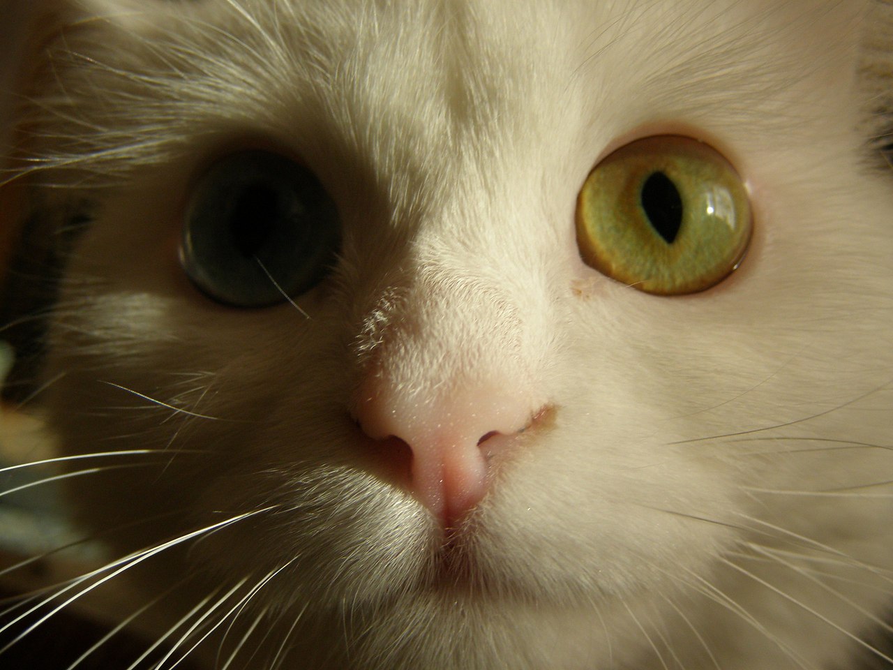 �������������� ����