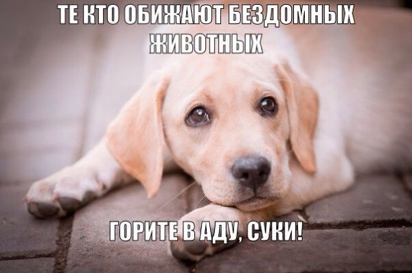 .•°Dogs Forever°•. - 13  2014  22:32