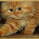 ���� �������, ���� - ��������� 23 ������� 2014 � ������ ���� ����� �����)))�