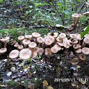 ���� ������, �������� - ��������� 17 �������� 2014 � ������ ������ � ��������!�