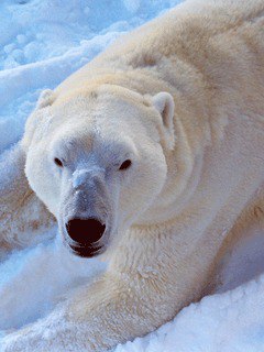 ���� Voron_kost, ����, 31 ��� - ��������� 4 ������� 2014