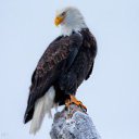 ���� �����, ������ ��������, 56 ��� - ��������� 26 �������� 2014