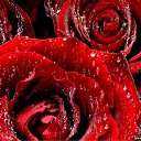 ���� Panika, ������ - ��������� 9 ������� 2014 � ������ ������ ��������