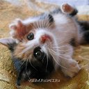 ���� �������, ������������, 57 ��� - ��������� 28 ������� 2014 � ������ ������ ��������