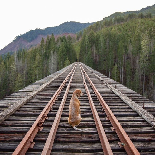      .The Vance Creek Bridge  ,   1929    ... - 3