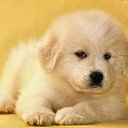 ���� �����, ������ - ��������� 17 ������� 2014 � ������ �animals�