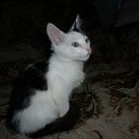     !!!,  , 63  -  31  2014    