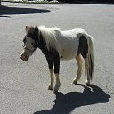 �������� ������� �������� ����.��������� �� ���� � �� ����� ����.� �����,��� � ��,��� ������ ����,�� ������ ��� ���������� �����............................. �� ������� �����������.�������� 2014 �.�