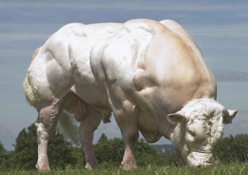    .,       (Belgian Blue ... - 4