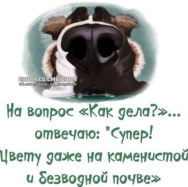 На вопрос как дела. Ка КОТВЕТИТЬ на вопрс ка кдела. Ответить картинкой на вопрос как дела. Картинки как дела что ответить. Как ответить на вопрос как дела.