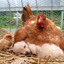 ����� �� ����� ������, ���� � � ��� ������ �����:��� ����� ����, ��� ����� ����, � ��� ��������, ������ ���.��� �����������, ��� �������, ��� ������, ��� �� ������,��� �������� ��� � ����, � ��� �������� ���� � ����. �� ������� ������ ��������