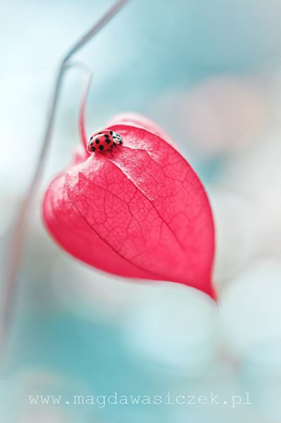 Чтобы обрести знание, каждый день что-нибудь добавляй; чтобы обрести мудрость, каждый день от ... - 4