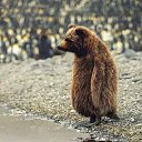 ���� ������, �����, 41 ��� - ��������� 30 ������� 2014