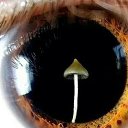 ���� ������, ���������, 44 ���� - ��������� 12 ������ 2014