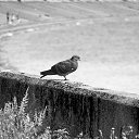 ���� ��������, ���������, 48 ��� - ��������� 6 ������� 2014 � ������ ���� ����������