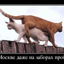 ���� �e����, �������, 60 ��� - ��������� 13 ������� 2014 � ������ ������ ��������