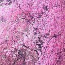 ���� Lyubov Natalia, ���������, 63 ���� - ��������� 16 ������ 2014 � ������ ���� ����������