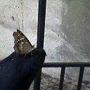 ���� �����, �������, 53 ���� - ��������� 9 ������� 2014 � ������ ���� ����������