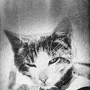 ���� Shinshilla, �����-���������, 23 ���� - ��������� 29 ������ 2014