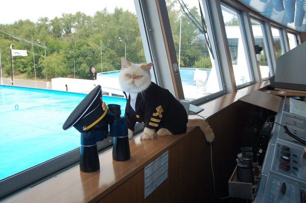 На корабле несколько кошек несколько матросов. Кот матрос на теплоходе Чернышевский. Кот матрос Чернышевский.