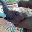 KENYA, �.�������, ���� �� ������� ���� ����������
