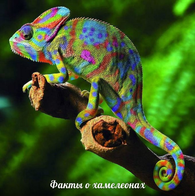 Интересные факты о хамелеонах.Все семейство хамелеонов всегда вызывало интерес у человечества. Это и ...