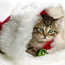 ���� �������, ������������, 70 ��� - ��������� 24 �������� 2014 � ������ ���� ����������