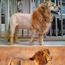  Grigorij, , 49  -  17  2014    