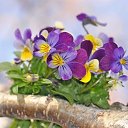 ���� �����, ������ - ��������� 17 ������� 2014 � ������ �flowers�