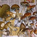 ���� ��������, �����-���������, 65 ��� - ��������� 21 �������� 2014 � ������ �������