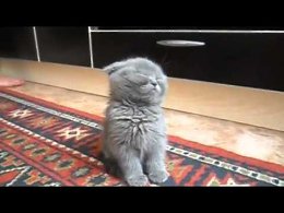 Умиление!!!