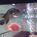 ���� ������, �����-���������, 73 ���� - ��������� 14 ������� 2014 � ������ ������ ��������