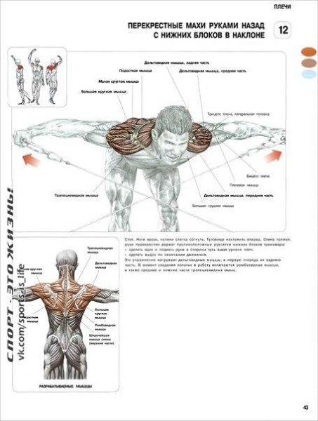 #SPORT_òðåíèðîâêè@sports_is_life.ÓÏÐÀÆÍÅÍÈß ÄËß ÄÅËÜÒÎÂÈÄÍÛÕ ÌÛØÖÏÅÐÅÊÐÅÑÒÍÛÅ ÌÀÕÈ ÐÓÊÀÌÈ ÍÀÇÀÄ Ñ ...