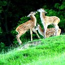 ���� Elmar, ����, 47 ��� - ��������� 15 ������ 2014 � ������ ���� ����������