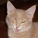 ���� ����, �����, 40 ��� - ��������� 7 ������� 2014 � ������ ������ ��������