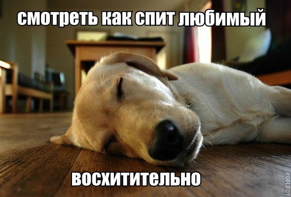 .•°Dogs Forever°•. - 13  2014  22:03