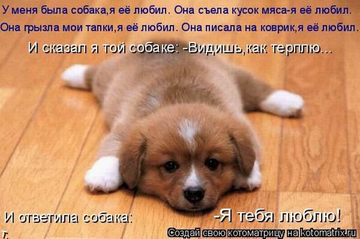 .•°Dogs Forever°•. - 16 октября 2014 в 14:42