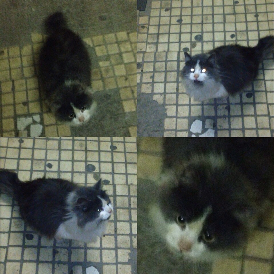Рубрика #котизм_доброта.МоскваДрузья-товарищи, не кОрысти ради к вам взываю! Возьмите кошечку домой ...
