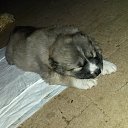 ���� �������, ���������, 39 ��� - ��������� 17 ������ 2014 � ������ ���� ����������